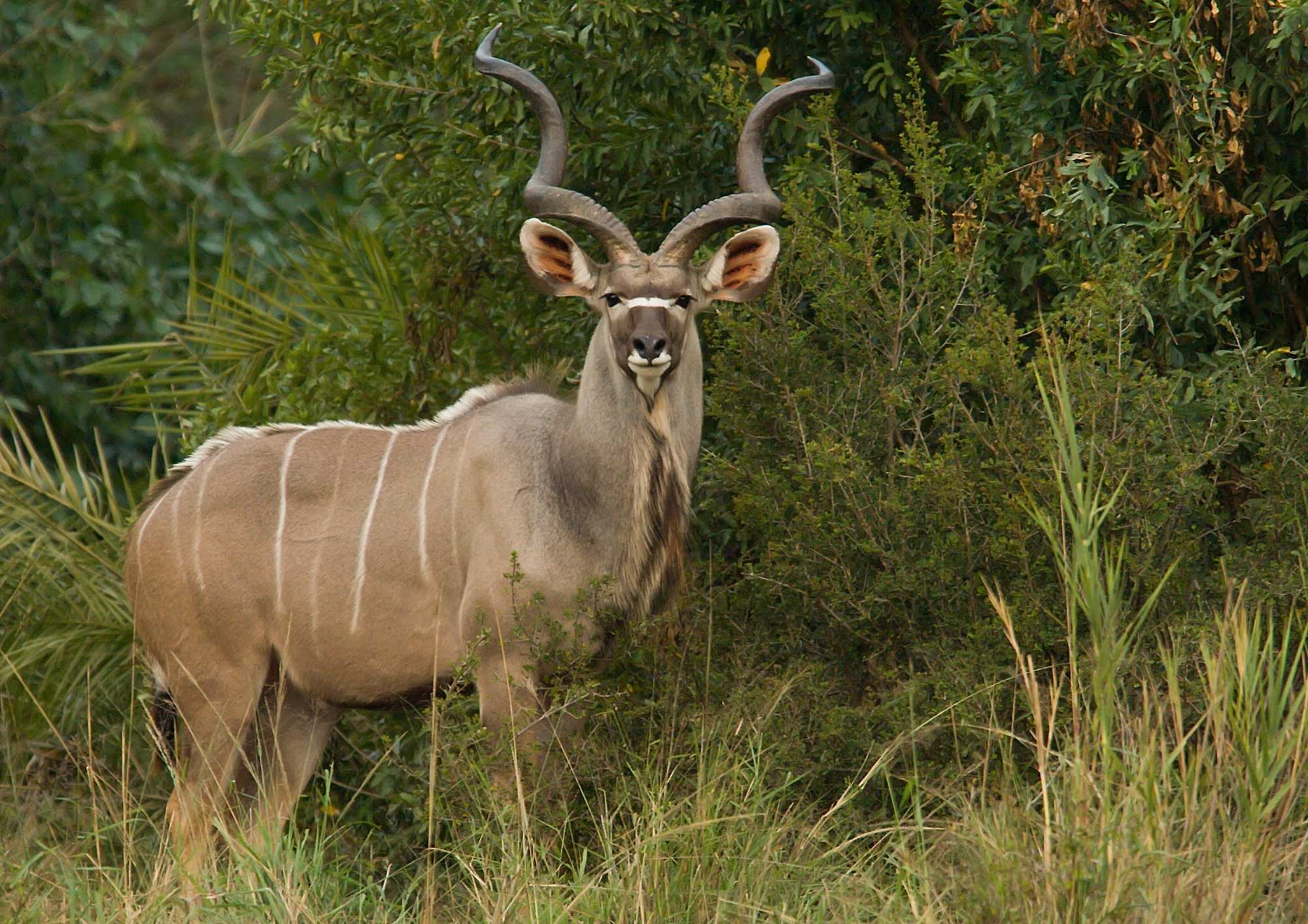 About The Kudu