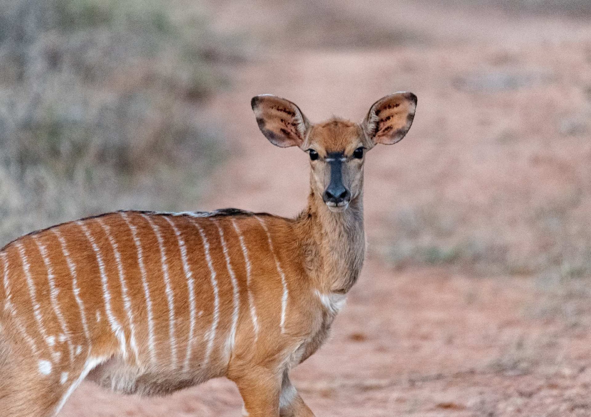The Nyala