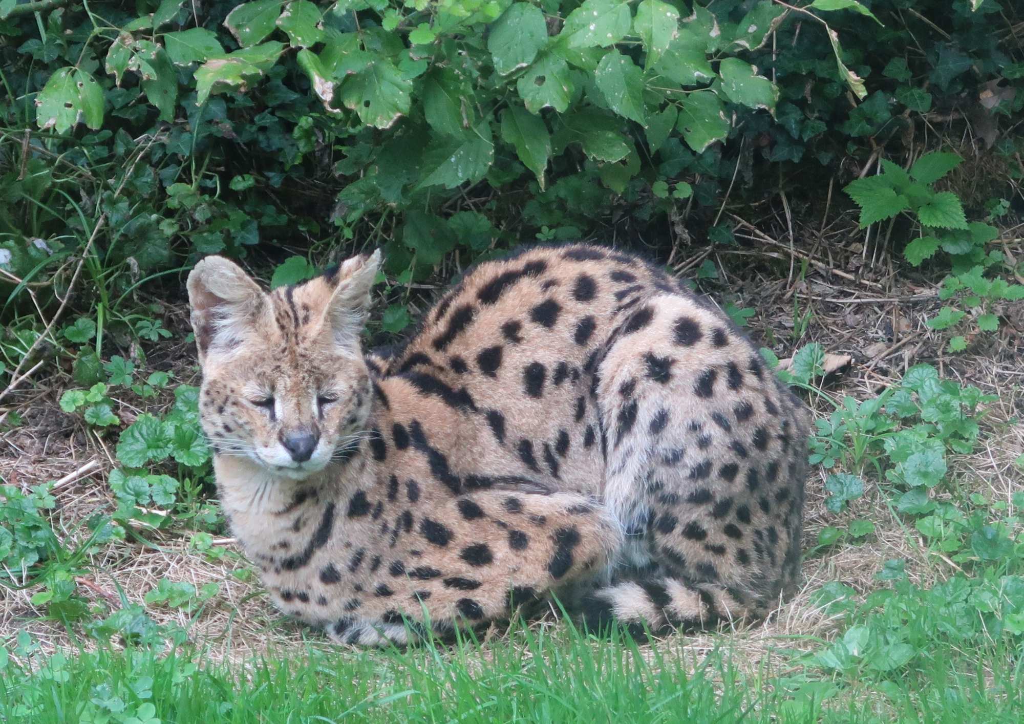 The Serval