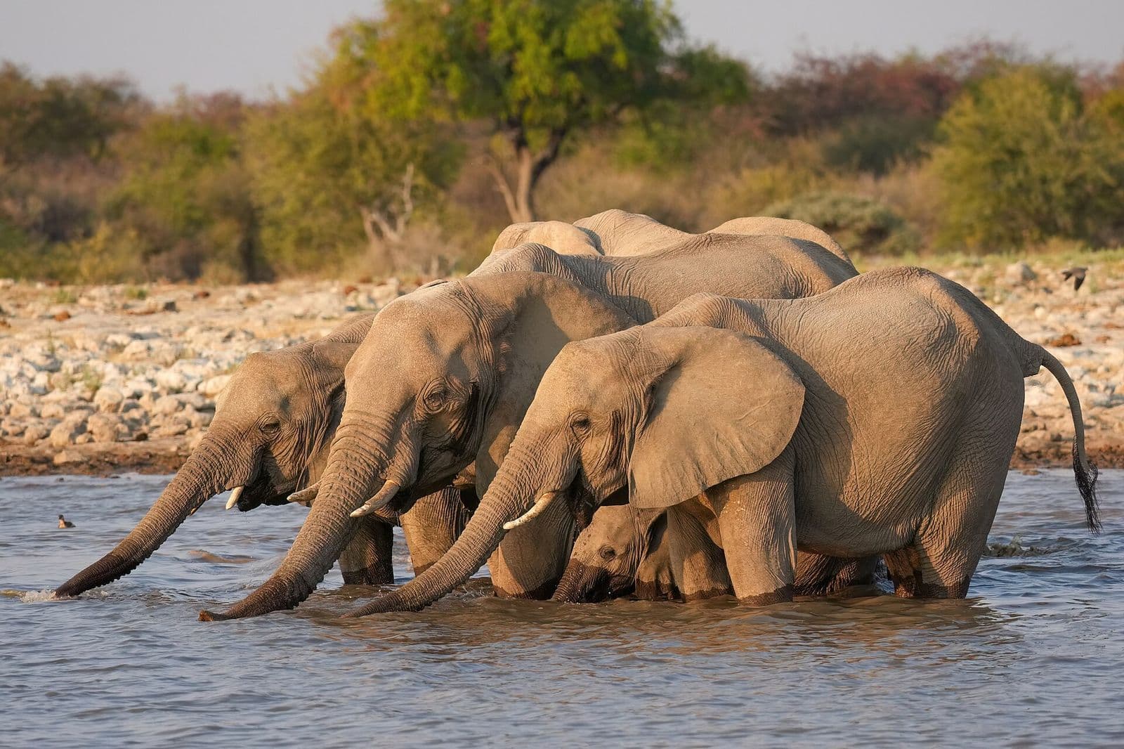 A herd of African elephants drinking at a waterhole in the dry season