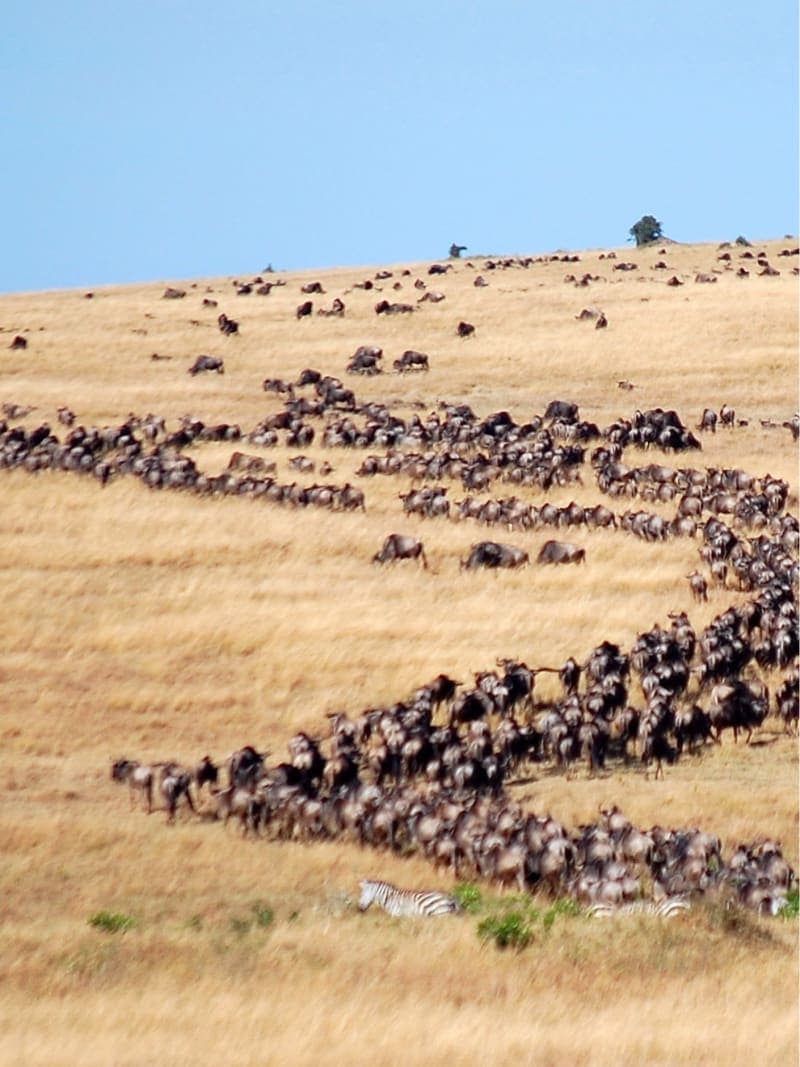 Tanzania Option 1