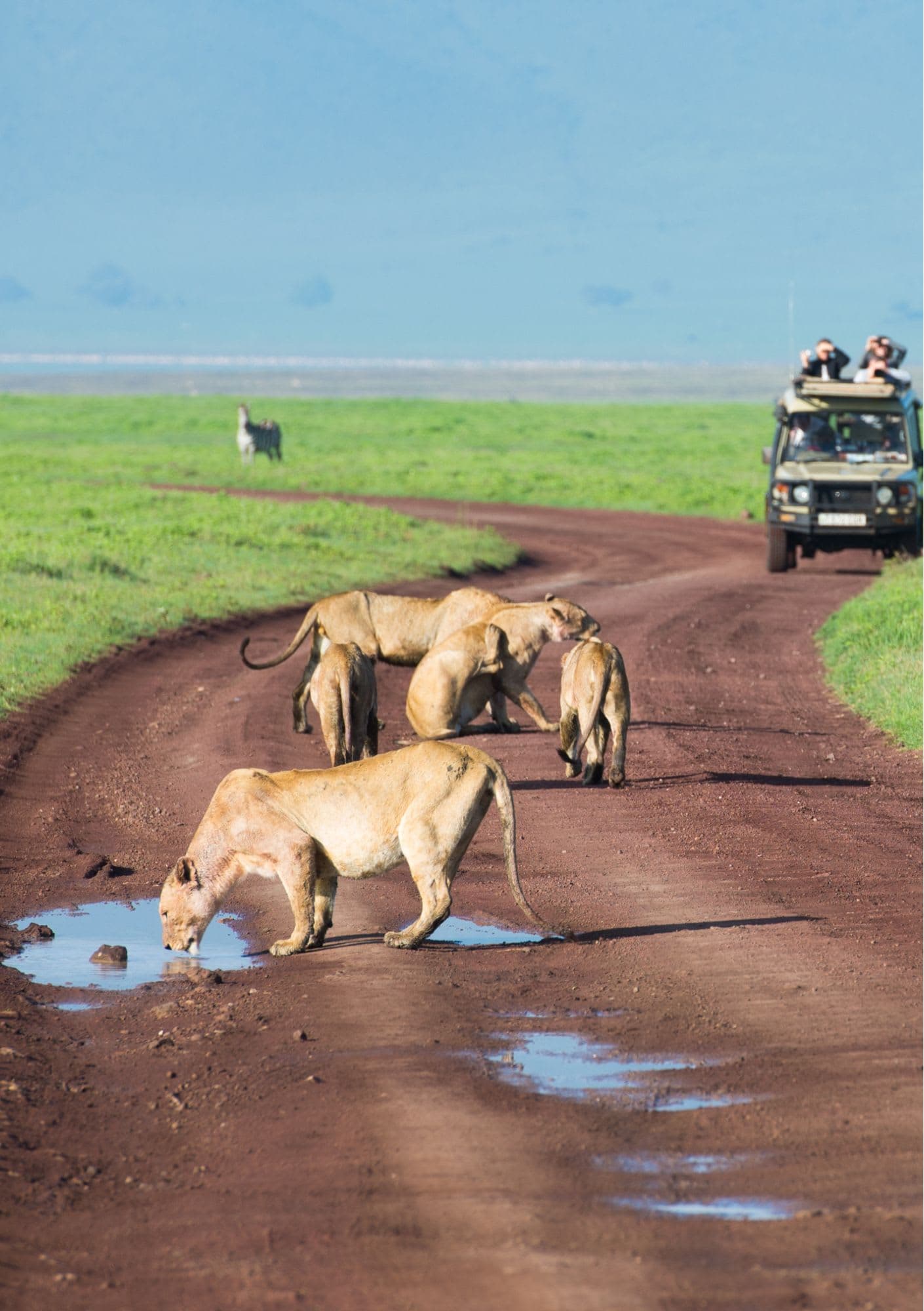Serengeti to Ngorongoro Crater