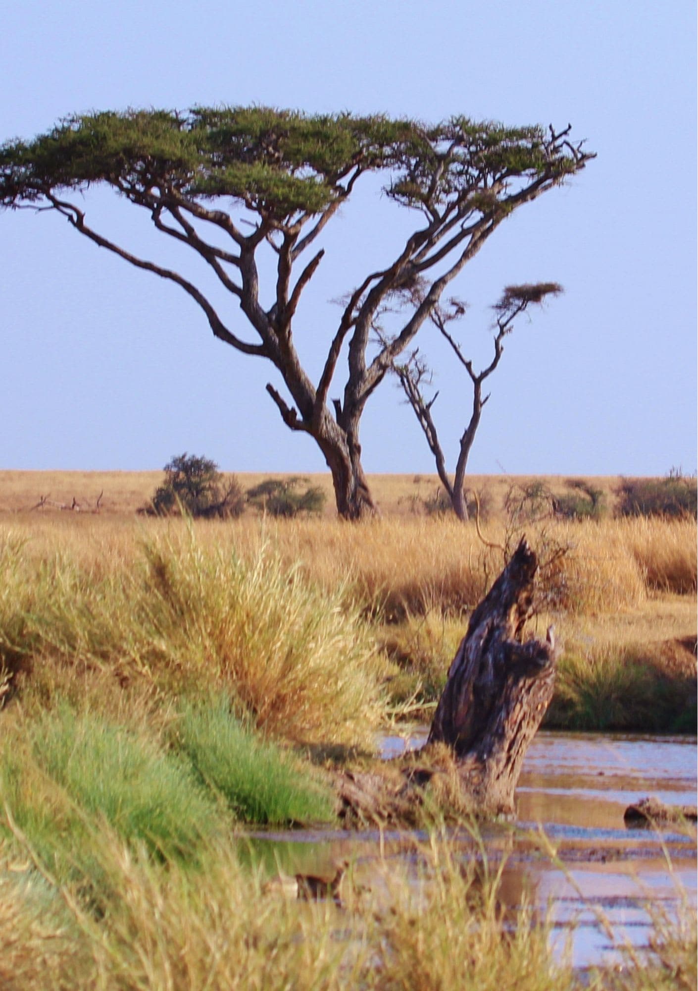 Serengeti & First Safari Experience