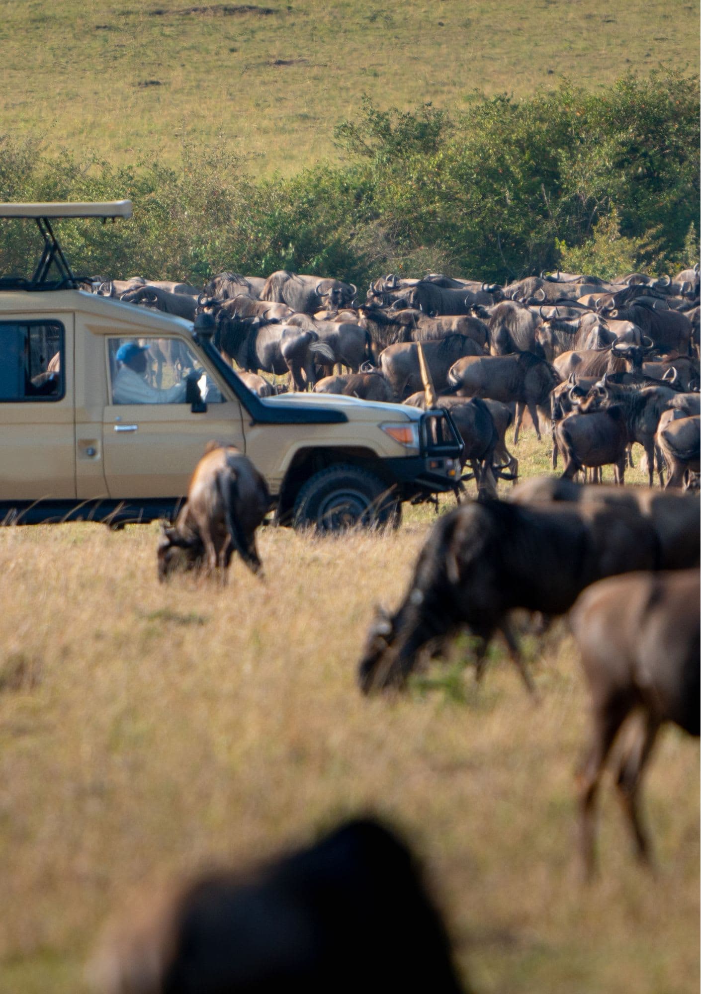 Full-Day Safari — Tracking the Great Herds