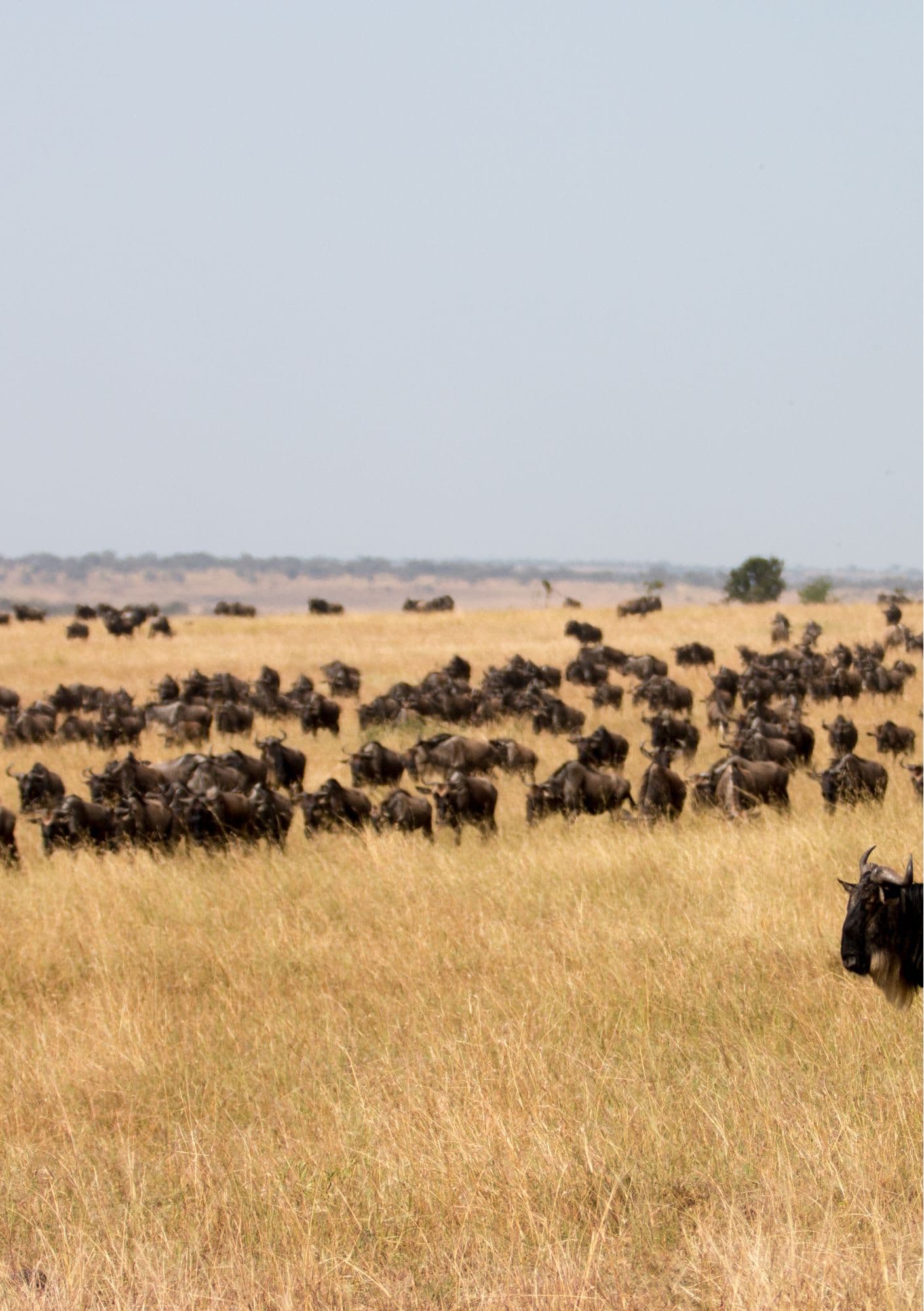 Full-Day Safari — Tracking the Great Herds