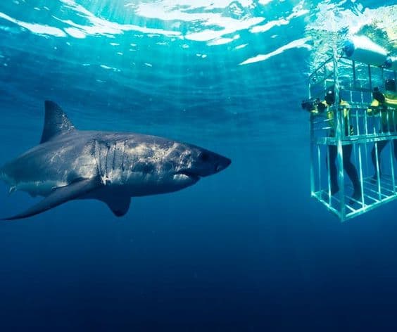 Shark Cage Diving at The Kosher Safari