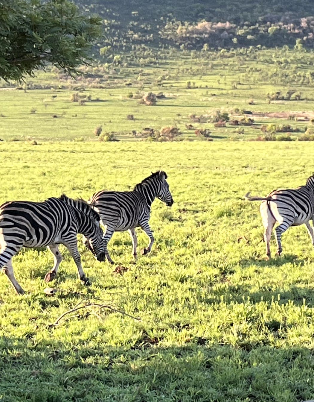 How to Prepare for Safari