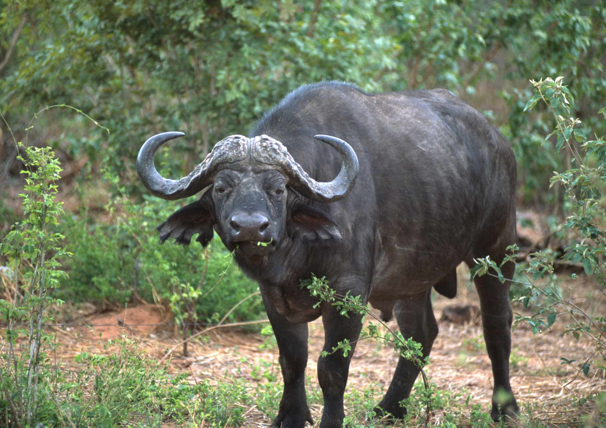 Cape buffalo also known as the African buffalo