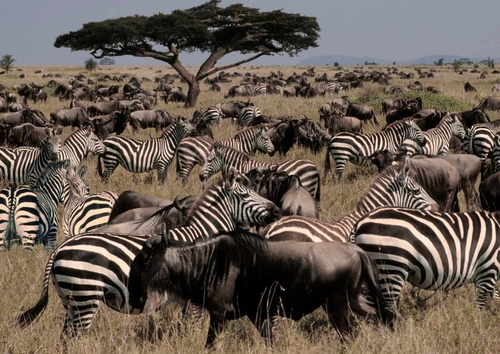 Interesting Facts about Zebras