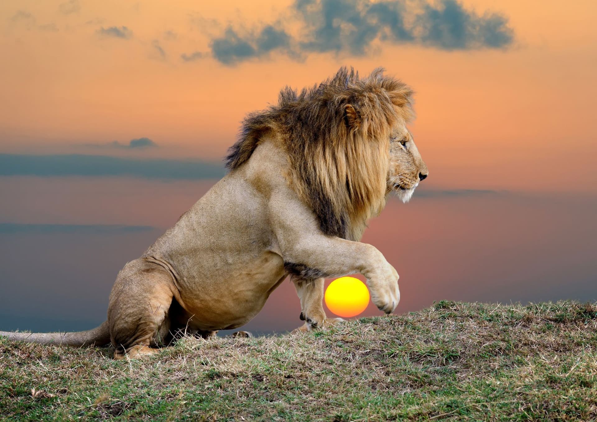 Amazing Wonders of The Lion