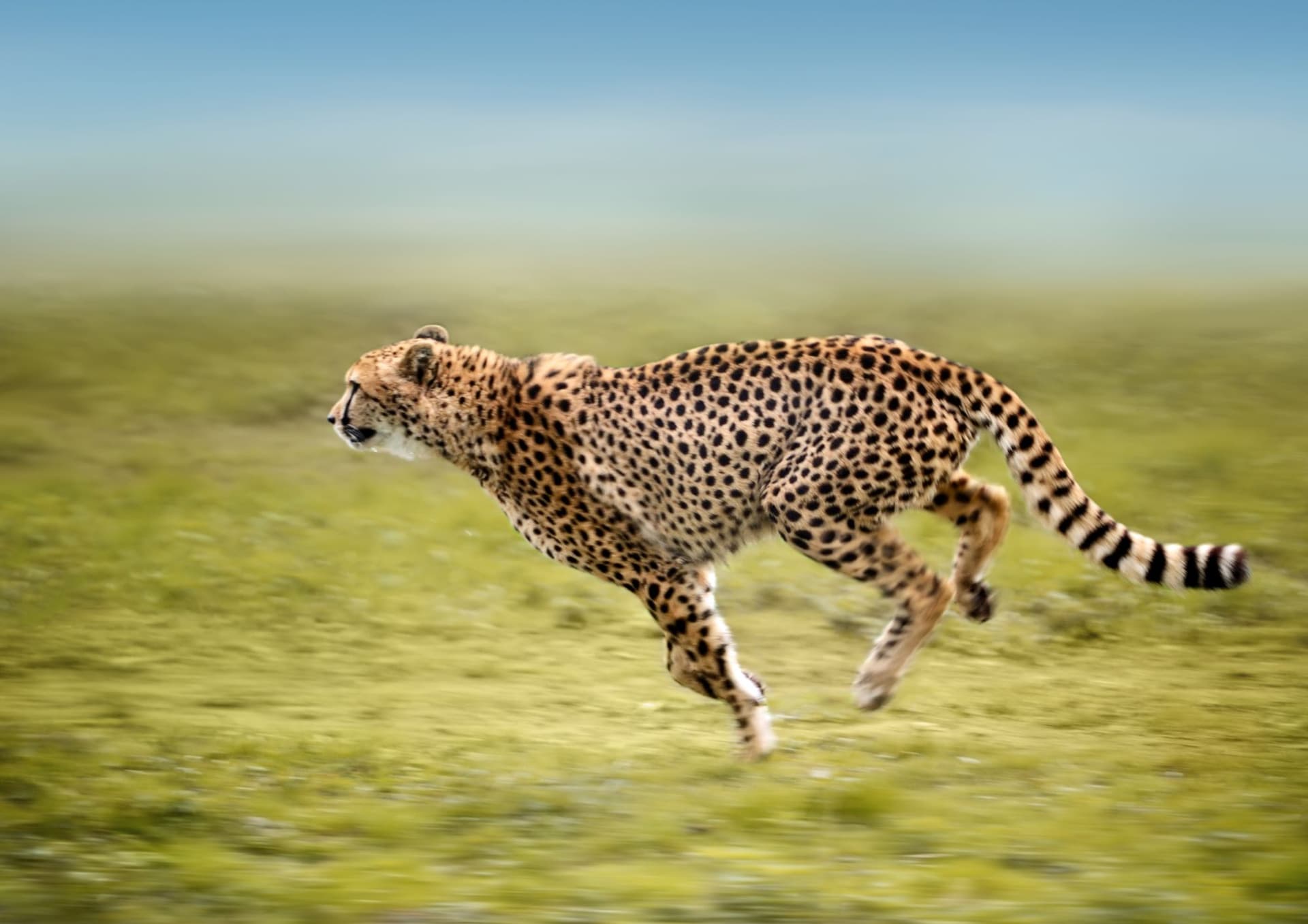 The Wonders of the Cheetah