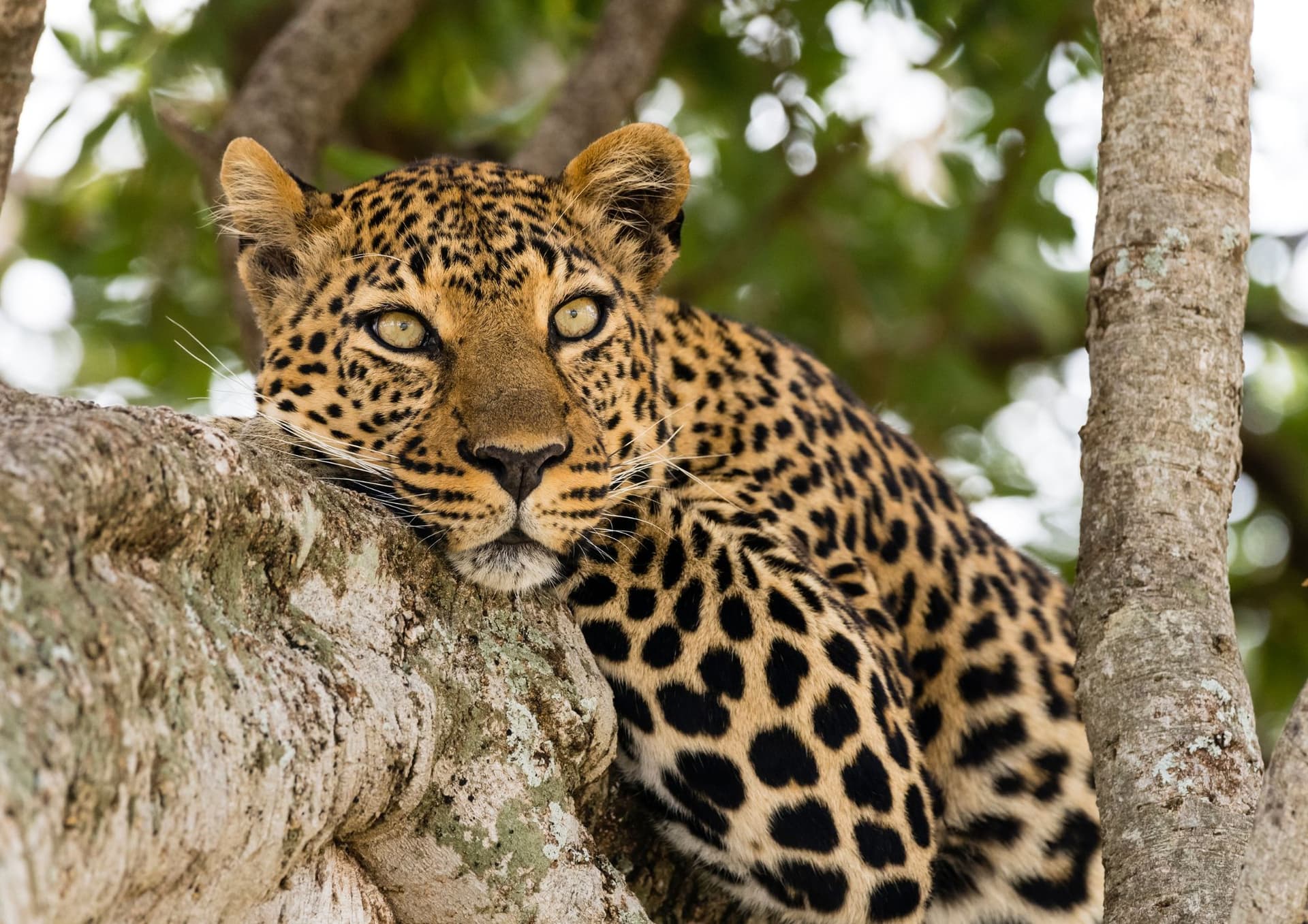 The Wonders of Leopard