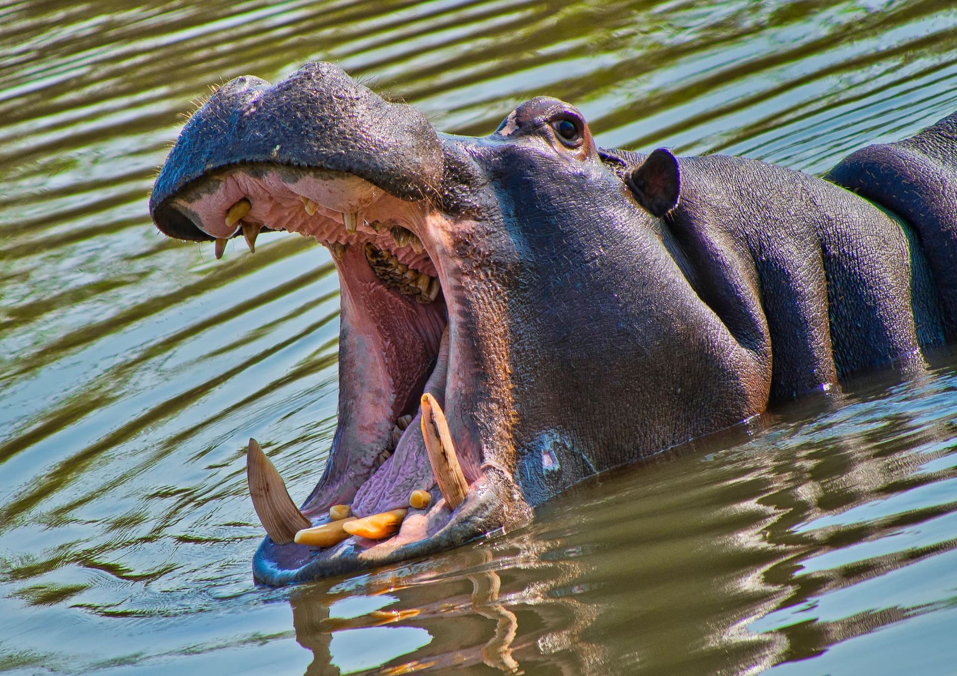 The Wonders of Hippopotamus