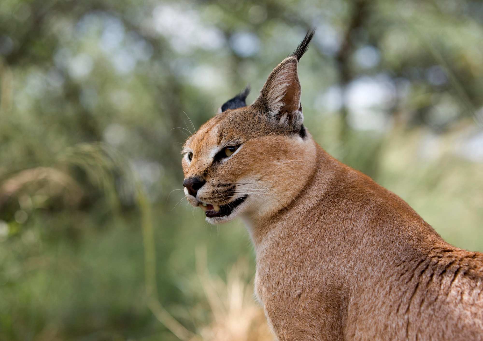 The Caracal (Felis caracal)