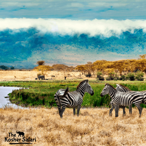 Ngorongoro Crater: Where Wildlife and Culture Collide in a Living Eden