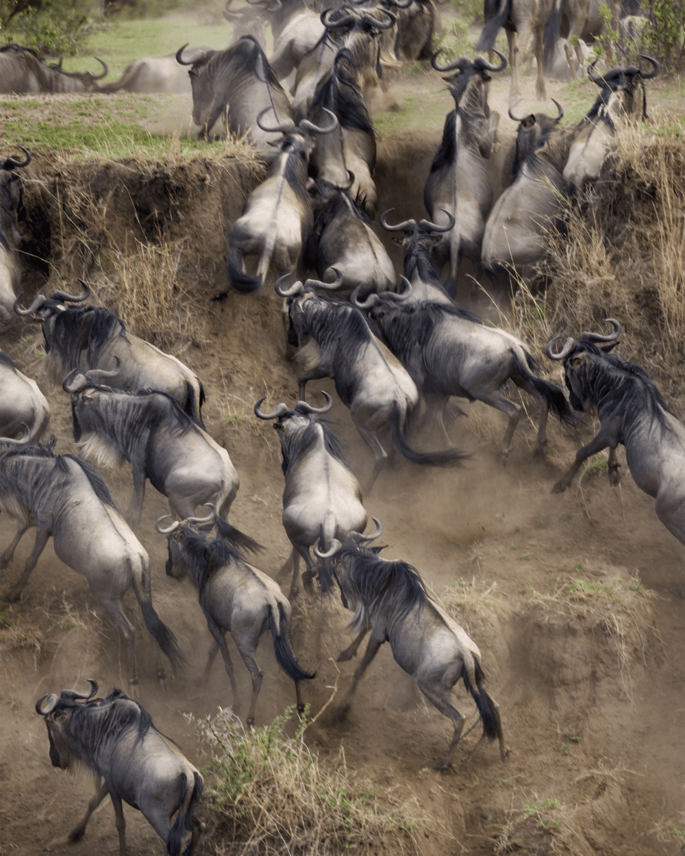 Serengeti in high Season July-August What To Expect and When To Book