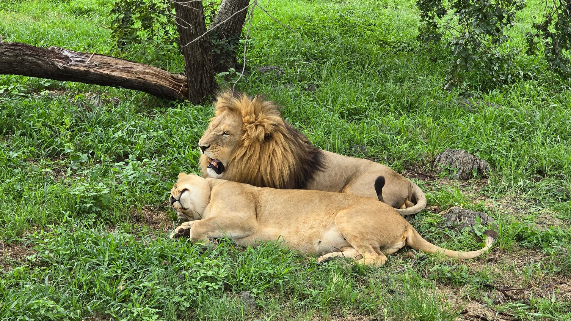 Scenic African safari landscape — Planning Your First Kosher Safari